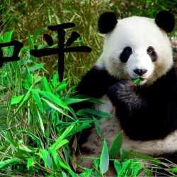 Panda bear